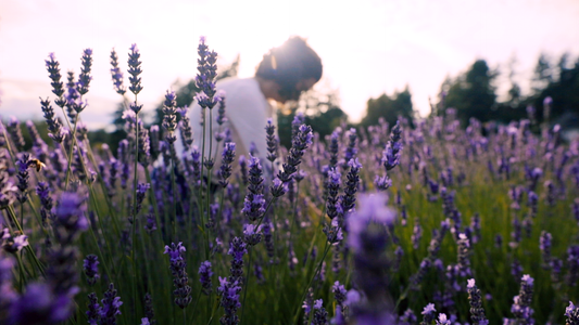 How to Grow Lavender