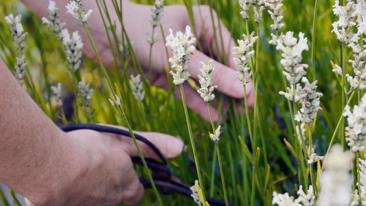 How to Harvest Lavender