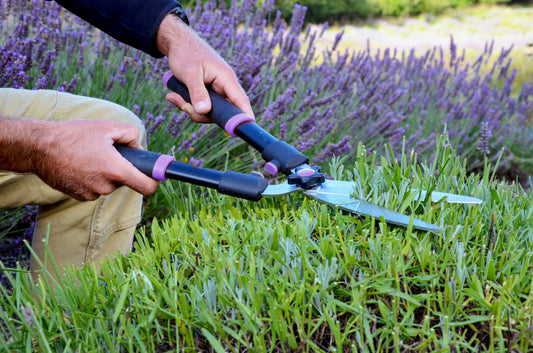 Hands hold pruning shears trim green stalks from a lavender plant.