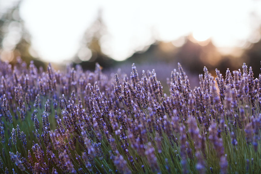 lavender-banner-image-1