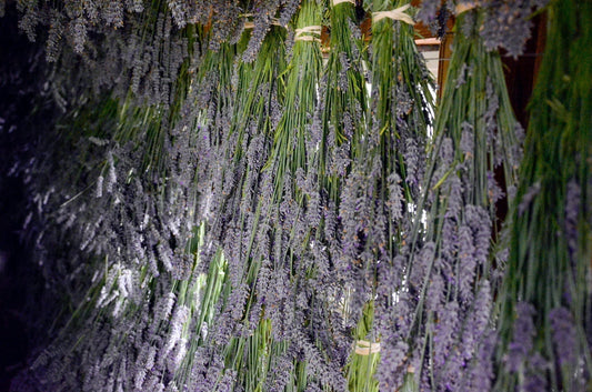 Lavender bunches hanging to dry