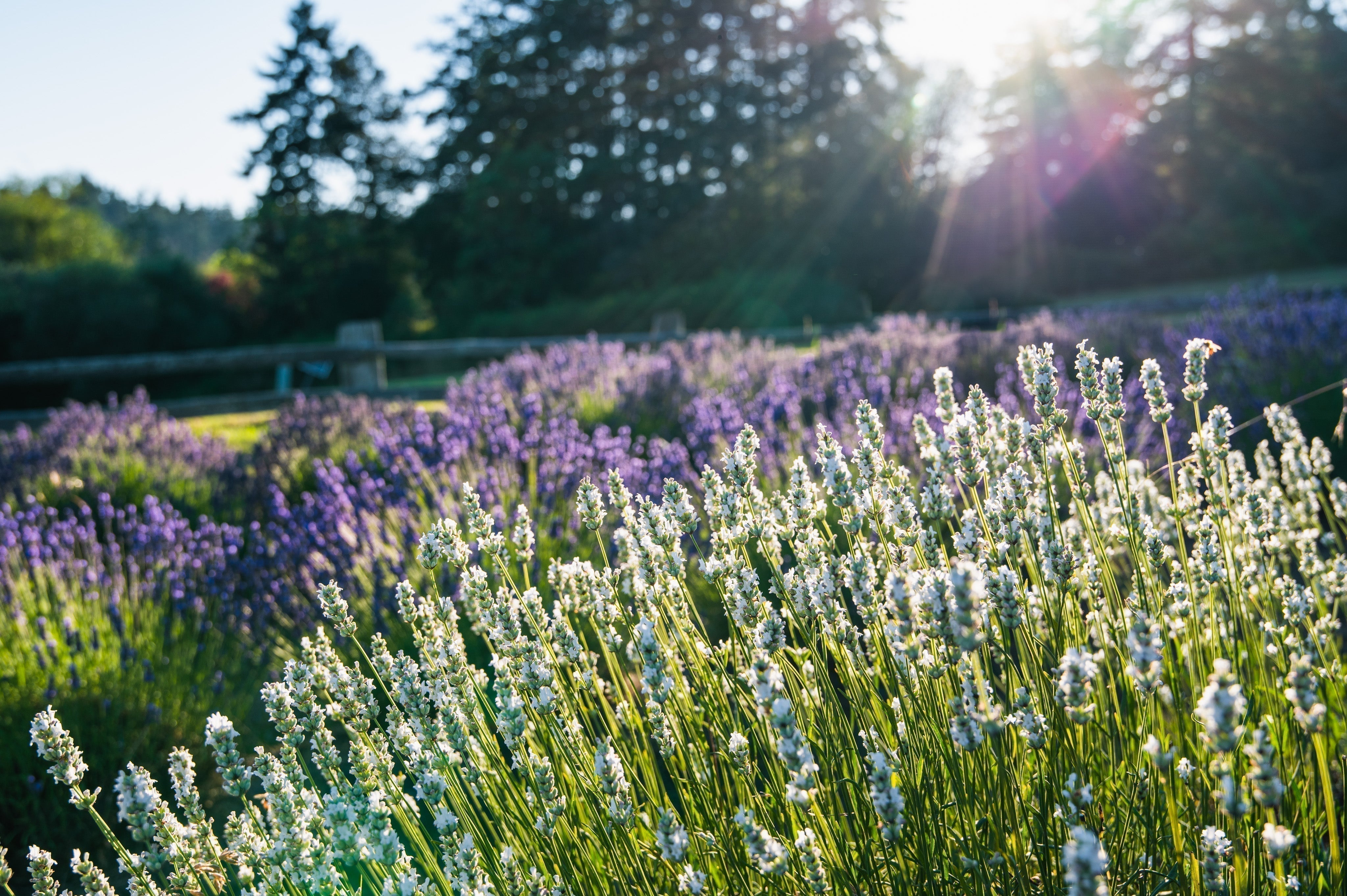 Lavender Varieties – The Lavender Store