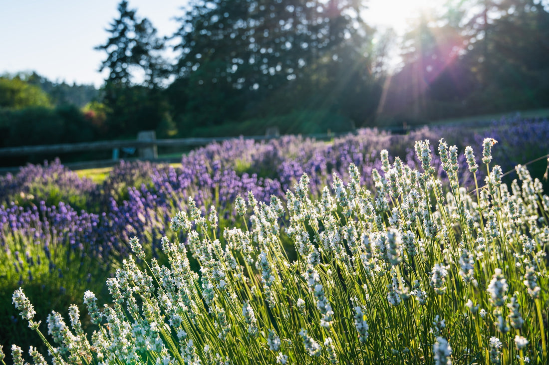 Lavender field with sunlight filtering through trees.