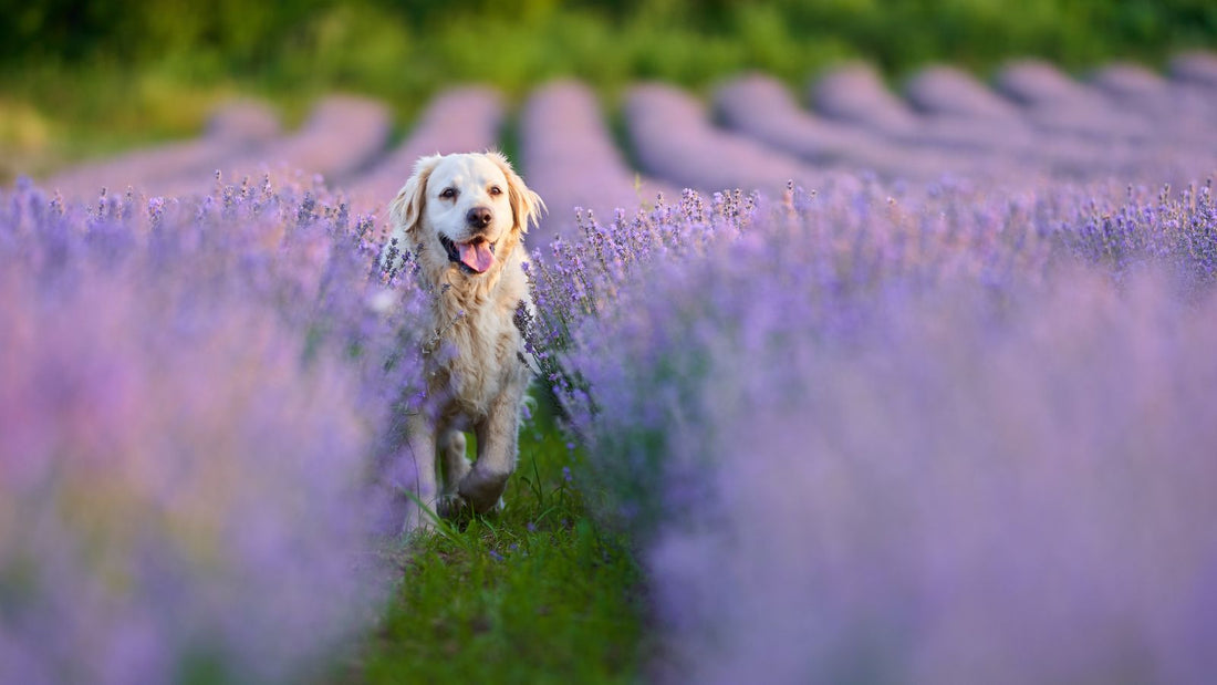 How to use lavender with dogs