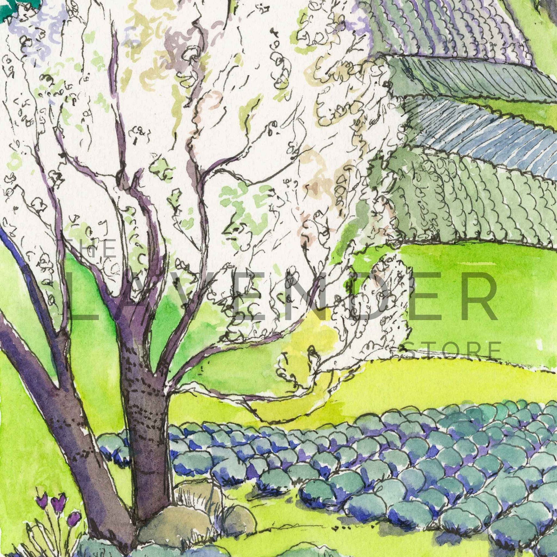 April at Pelindaba - Print features a vibrant blooming lavender farm in spring with lush purple fields under soft sunlight.