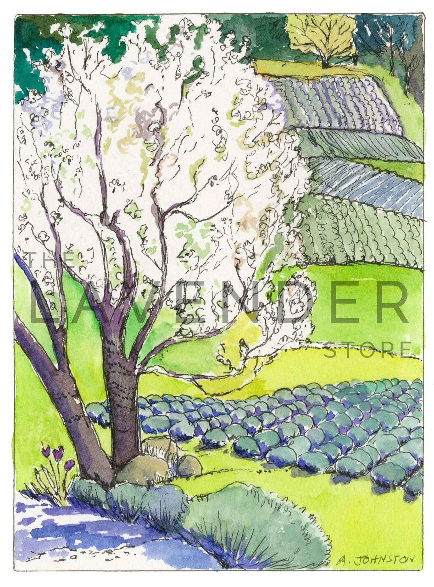 April at Pelindaba - Print showing a lush lavender farm in full bloom during the spring season.