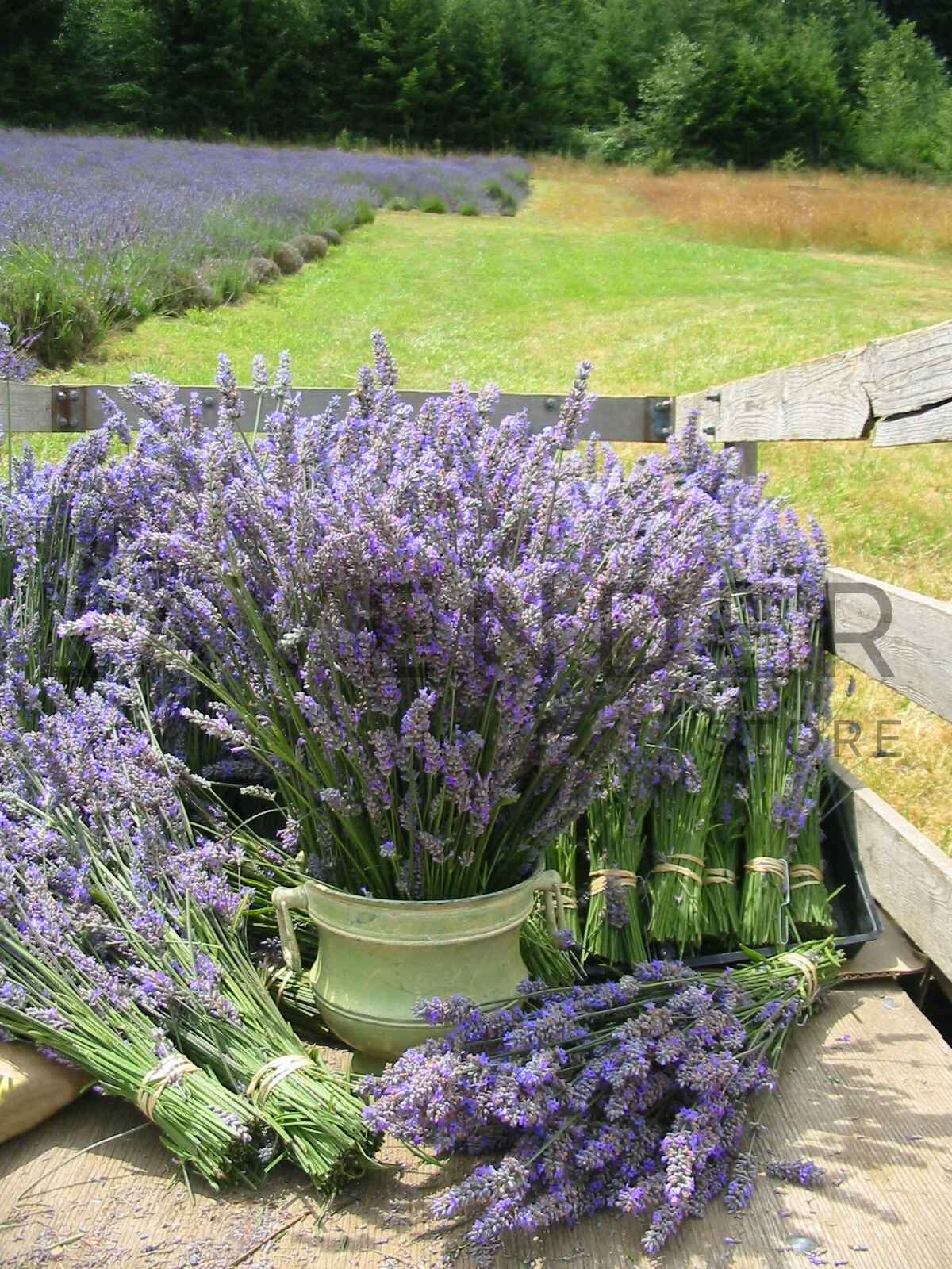 Lavender in a Green Vase