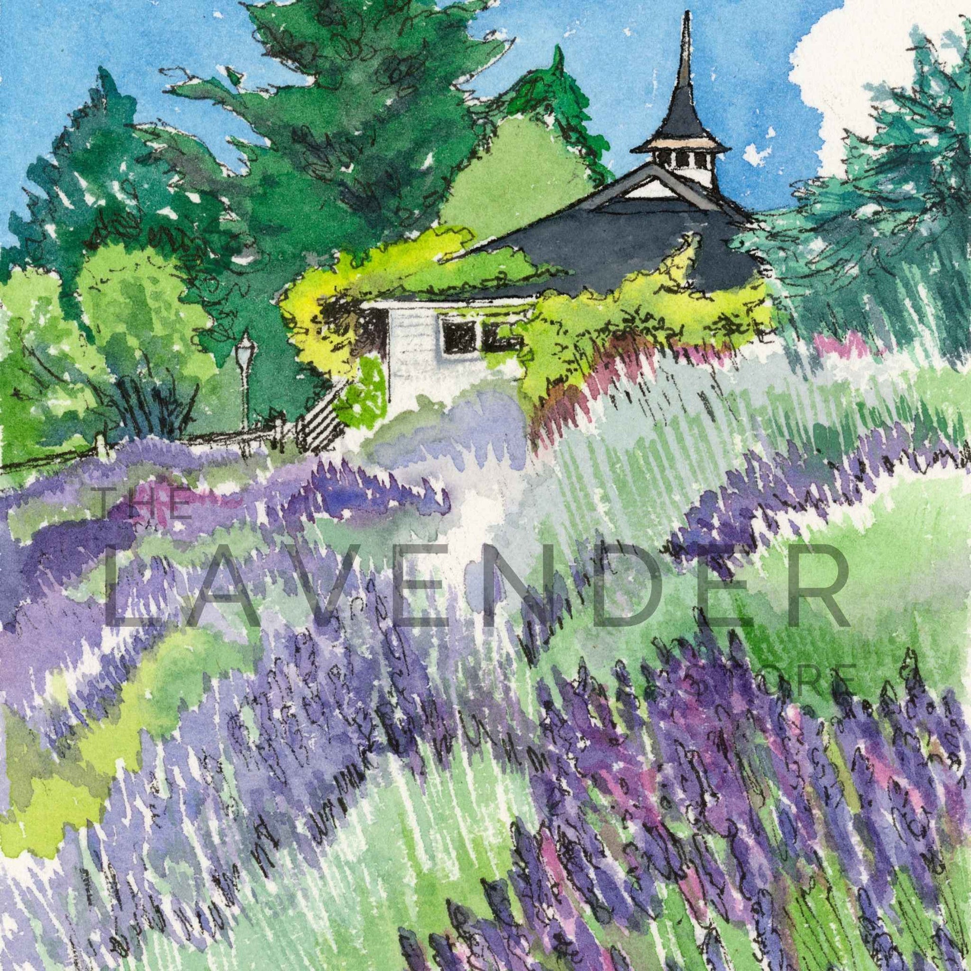 Blooming Lavender Garden in Summer