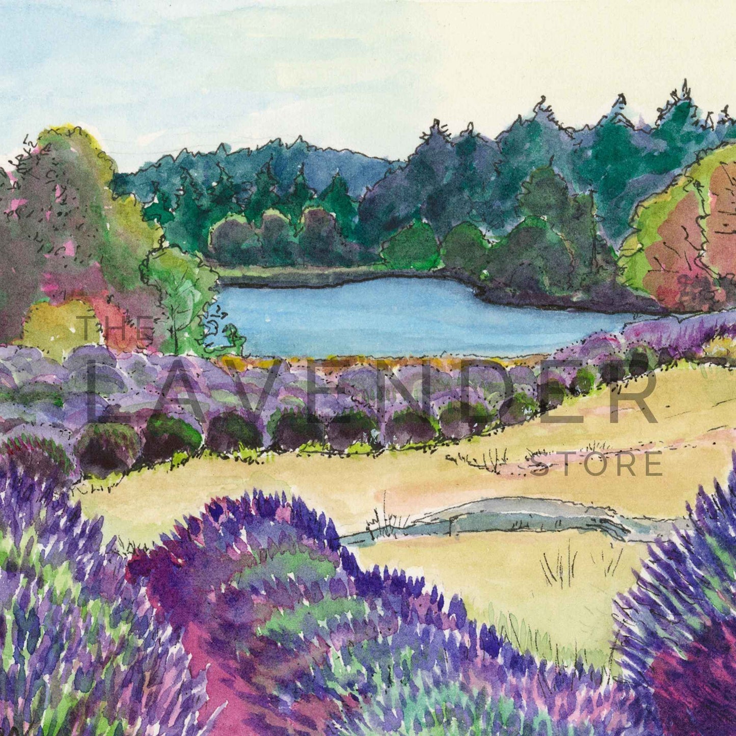July at Pelindaba - Print featuring blooming lavender fields in vibrant purple hues in midsummer sunlight.