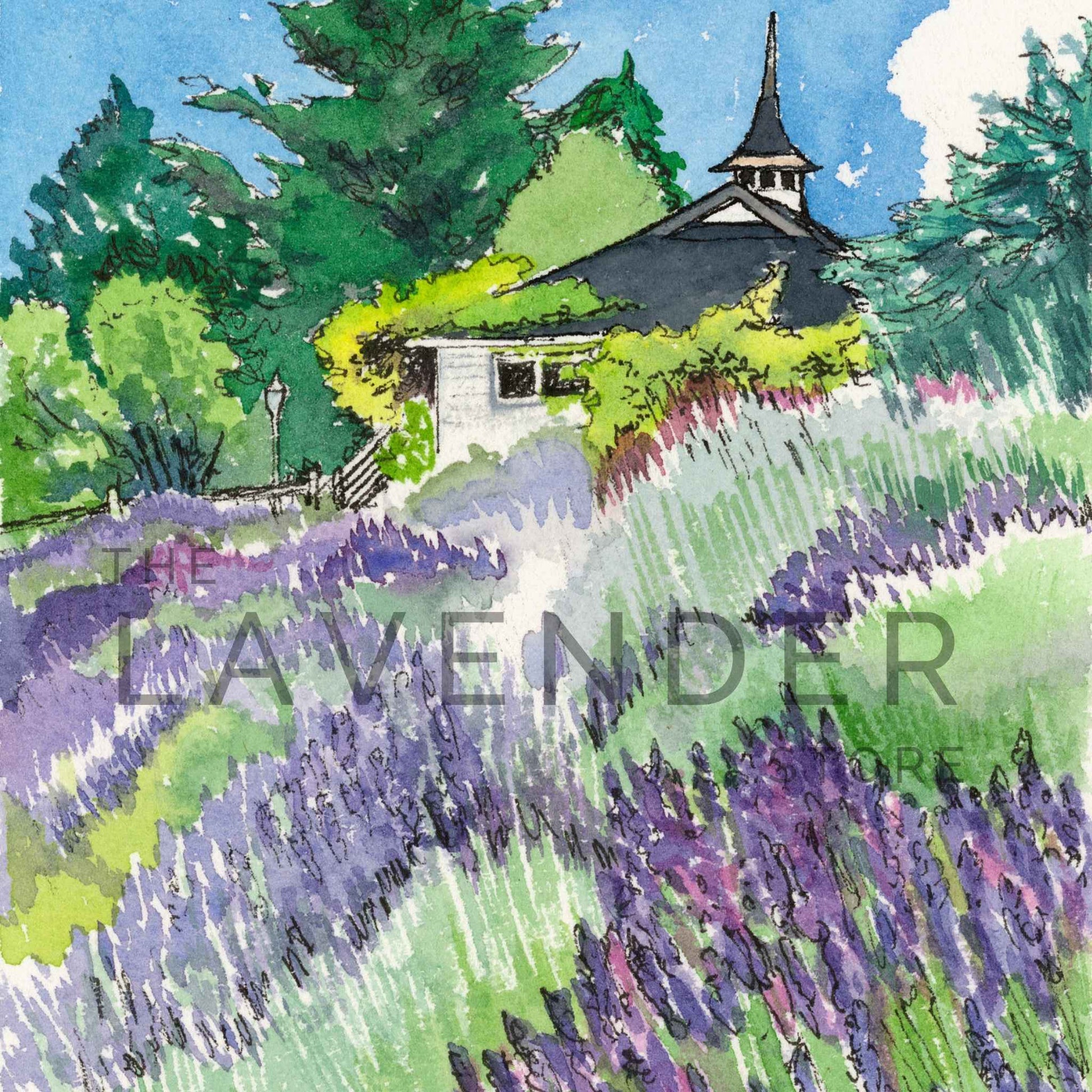 June at Pelindaba - Greeting Card featuring a vibrant blooming lavender garden in full summer splendor.