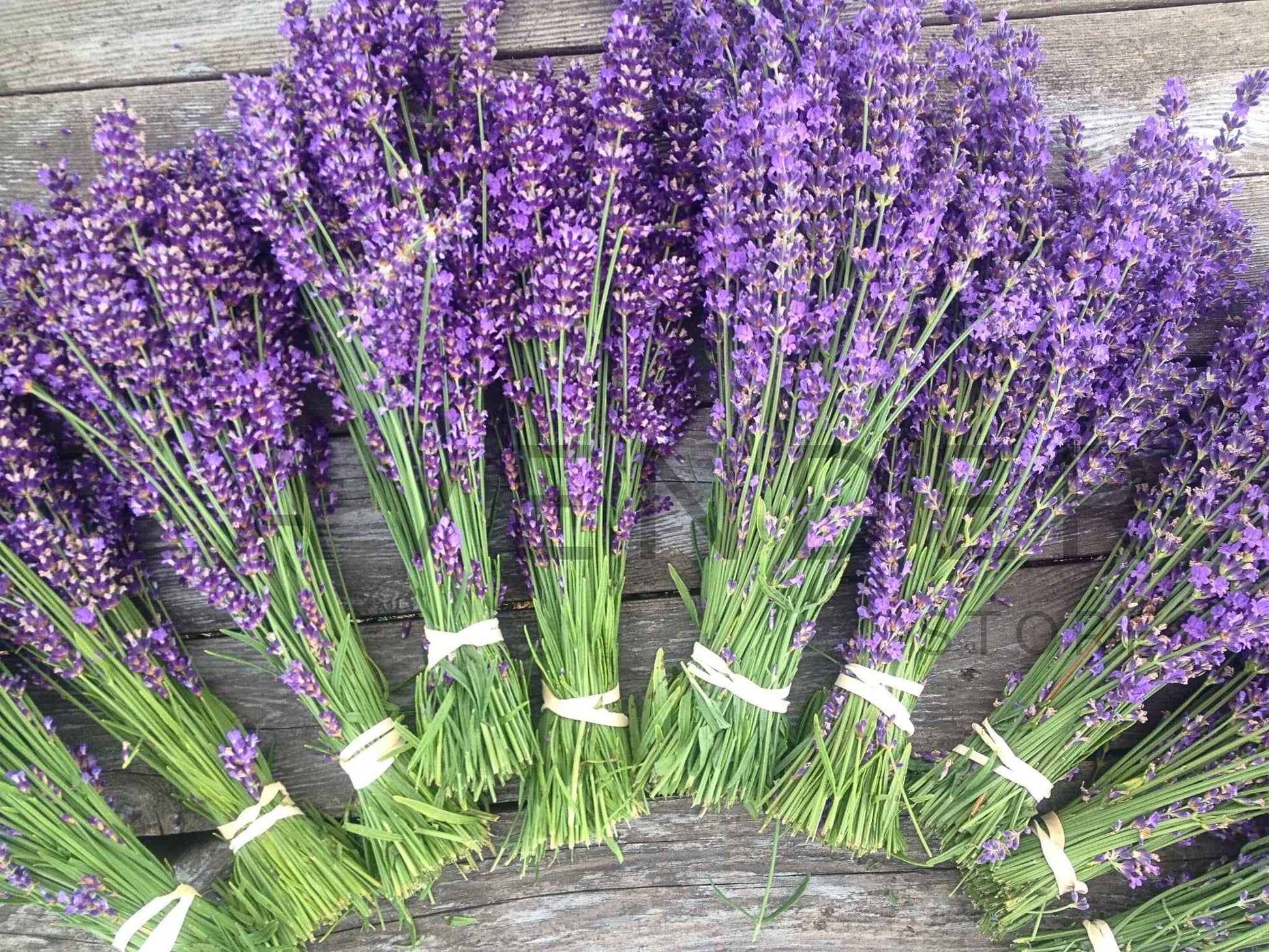 Lavender Bundles - Greeting Card displayed with elegant lavender sprigs, perfect for heartfelt occasions.