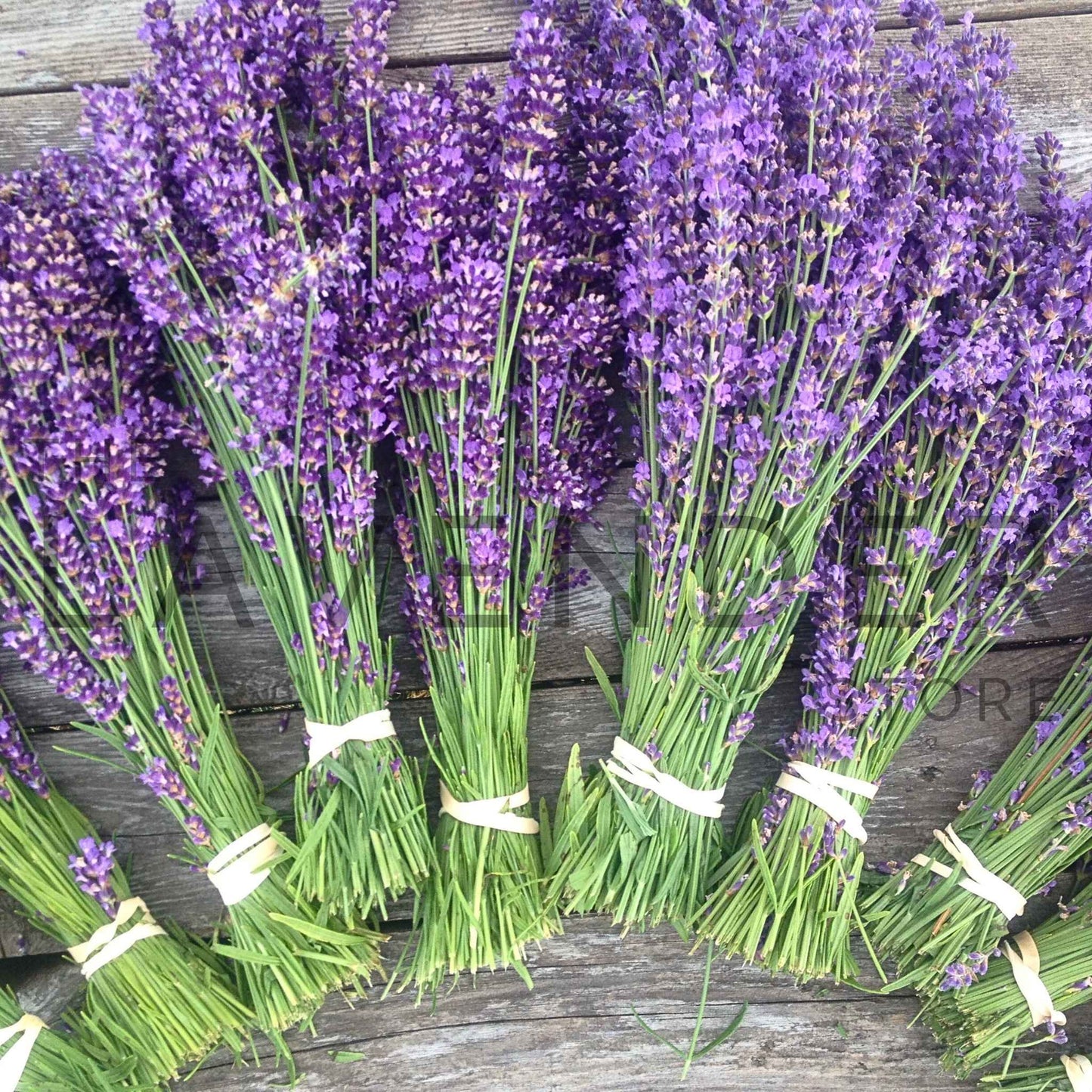 Lavender Bundles - Greeting Card featuring a delicate illustration of fresh lavender bouquets tied with rustic twine.