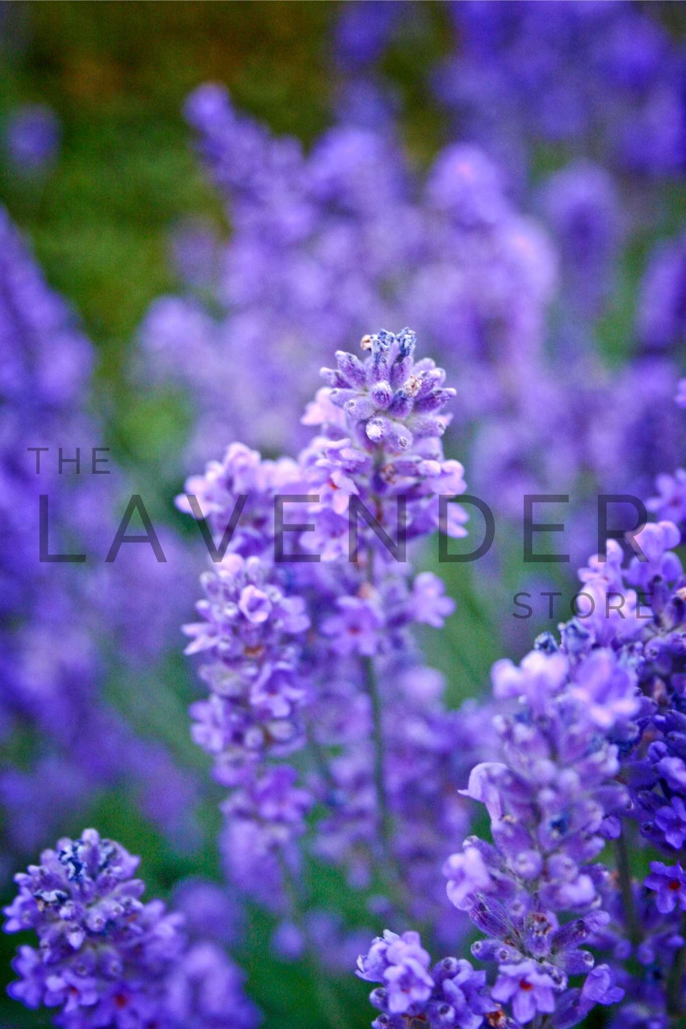 Lavender Purple Haze Greeting Card