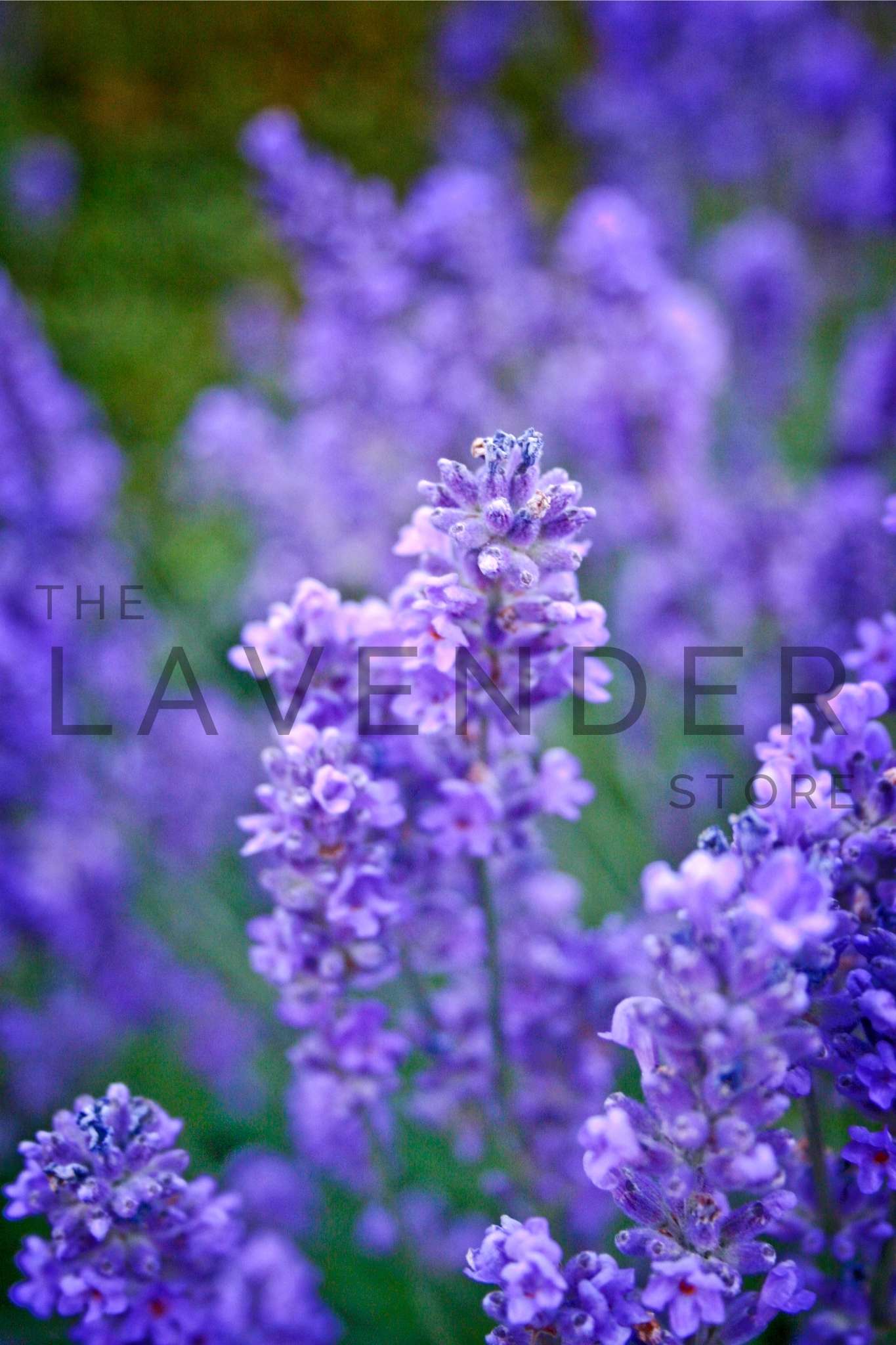 Lavender Purple Haze - Greeting Card displayed with detailed floral design and pastel hues perfect for heartfelt messages