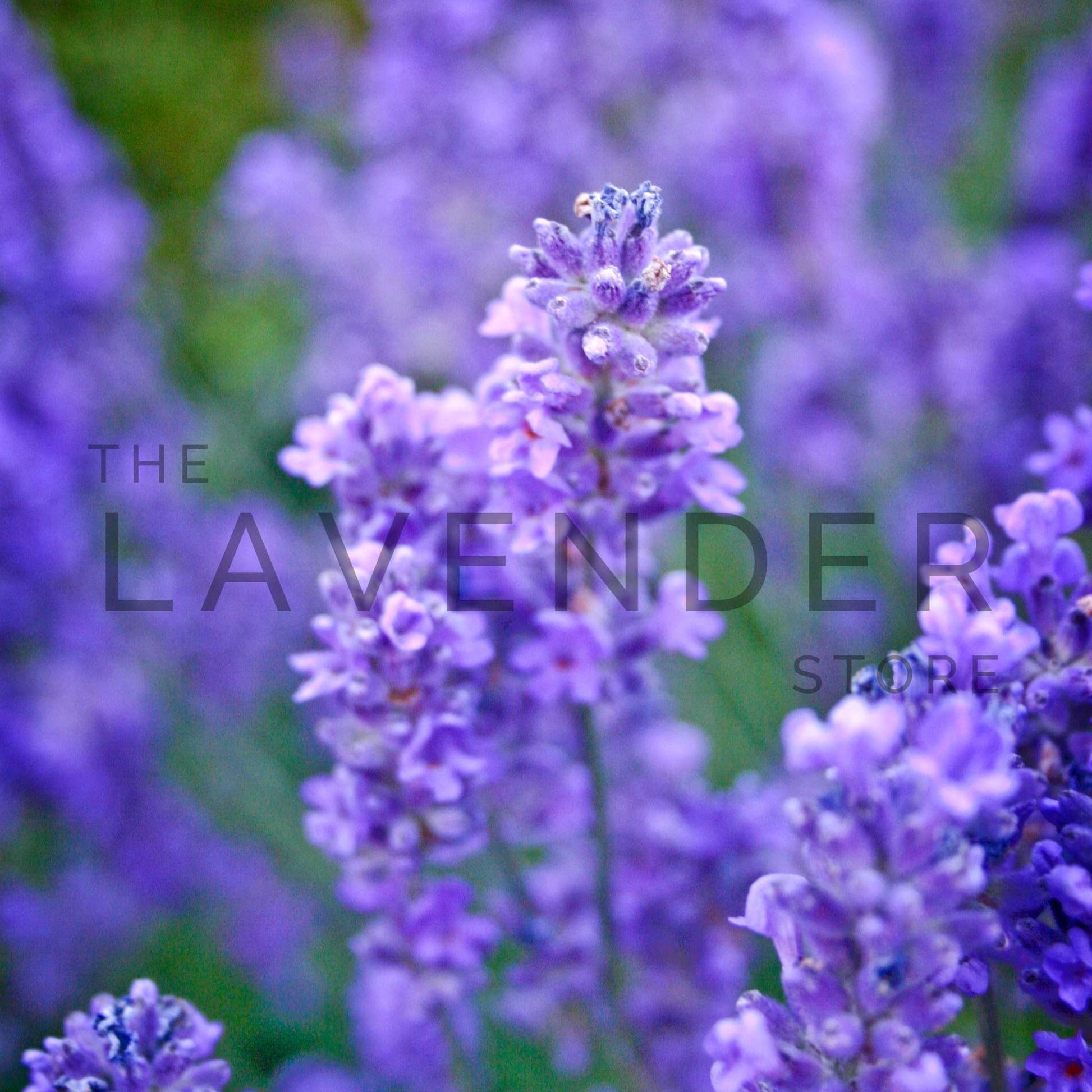 Lavender Purple Haze - Greeting Card featuring a soft purple lavender field and elegant script ideal for special occasions