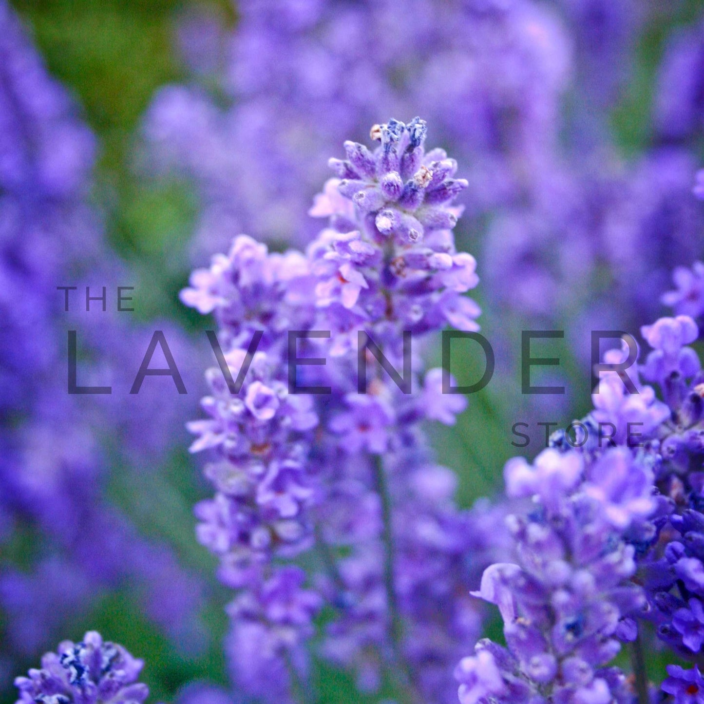 Lavender Purple Haze - Greeting Card featuring a soft purple lavender field and elegant script ideal for special occasions