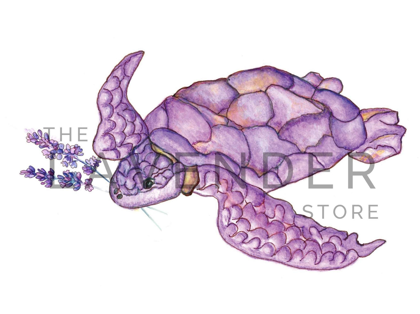 Lavender Sea Turtle - Print shows a close-up of a graceful sea turtle in soothing lavender tones, ideal for coastal decor.
