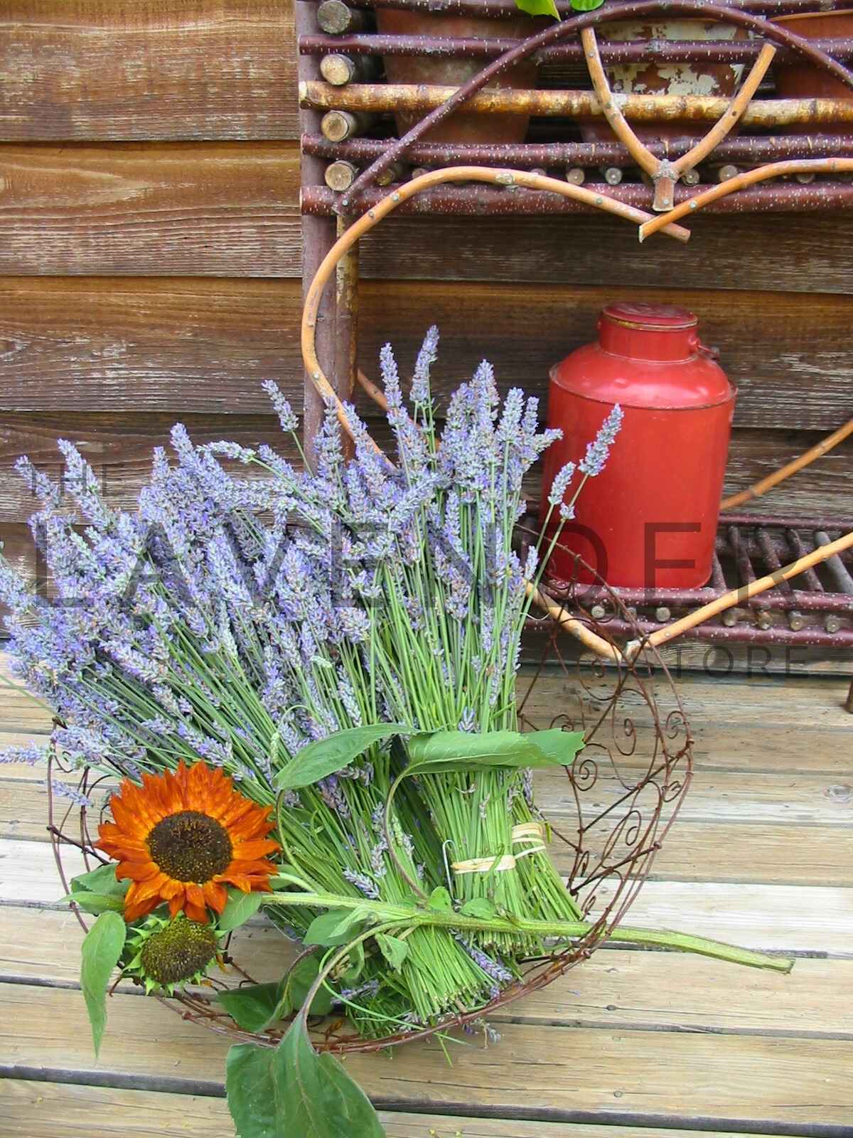 Lavender and Red Jug - Greeting Card displaying a detailed close-up of a red jug holding bunches of blooming lavender