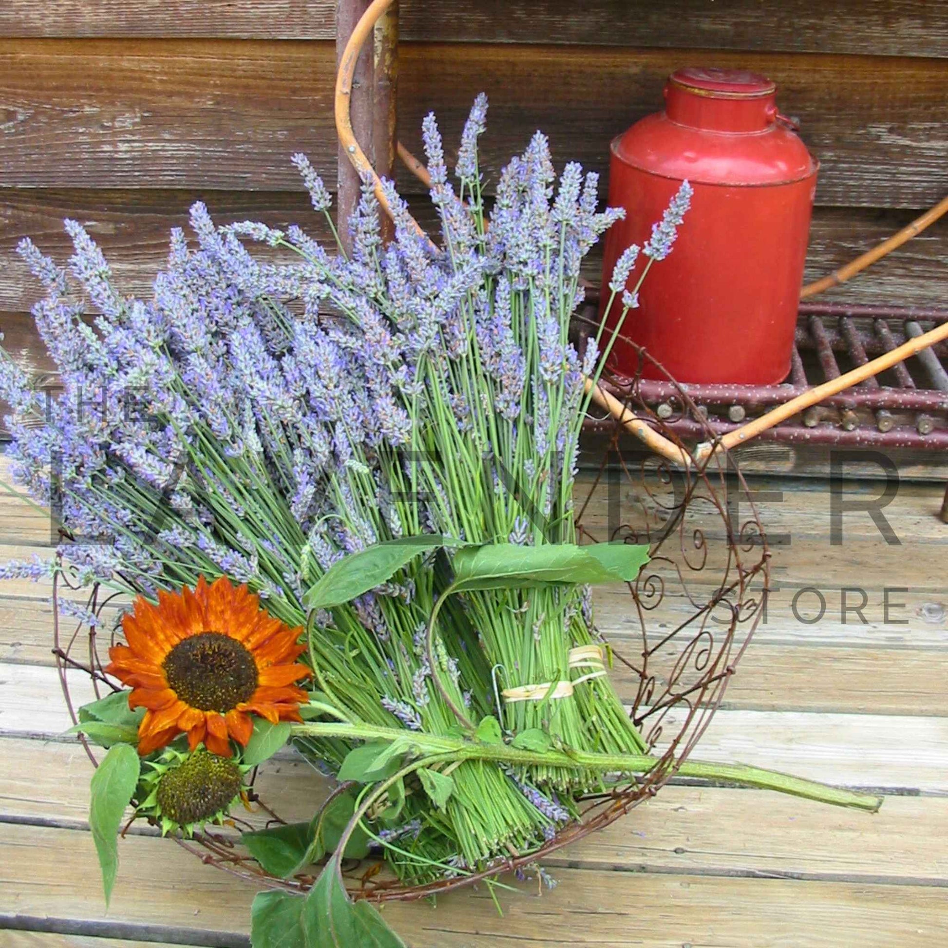 Lavender and Red Jug - Greeting Card featuring an artistic illustration of a vibrant red jug with fresh lavender sprigs