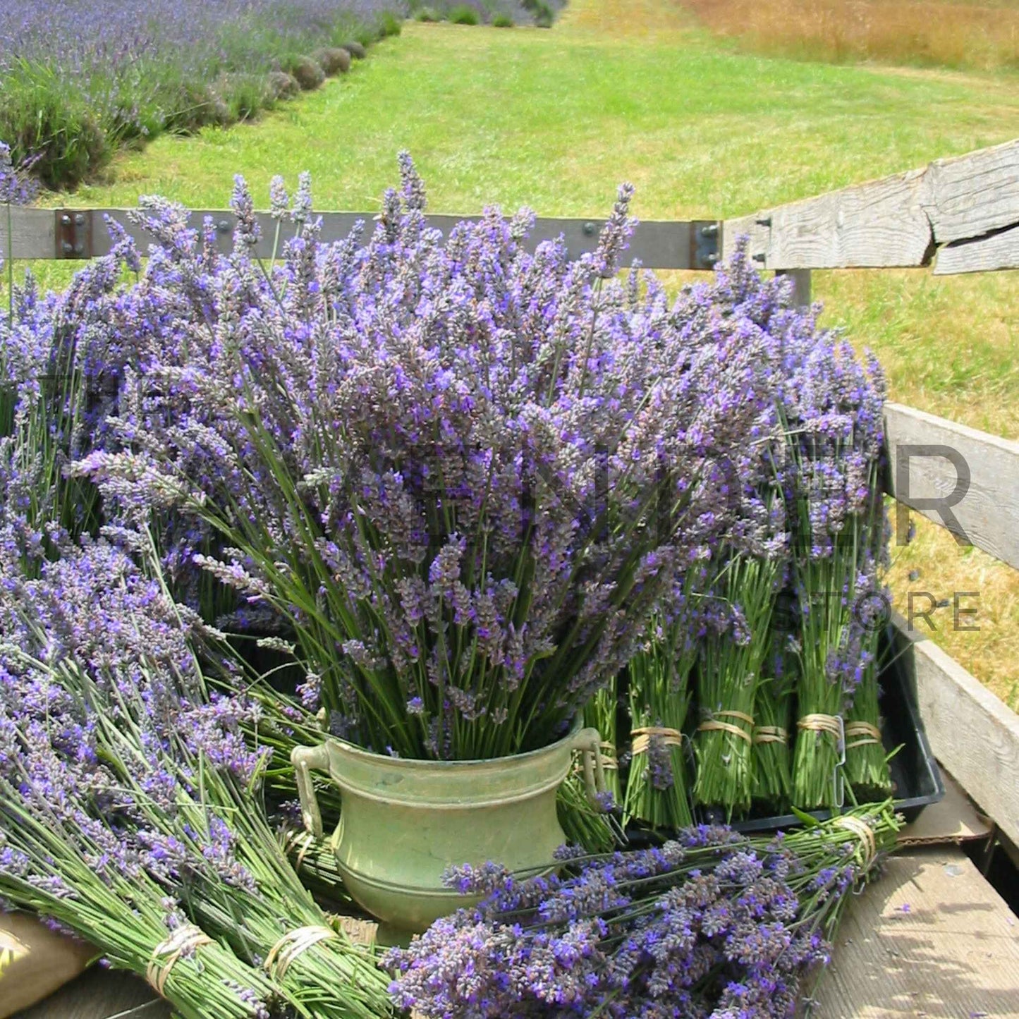 Lavender in Green Vase - Greeting Card featuring a delicate arrangement of lavender flowers in a stylish green vase