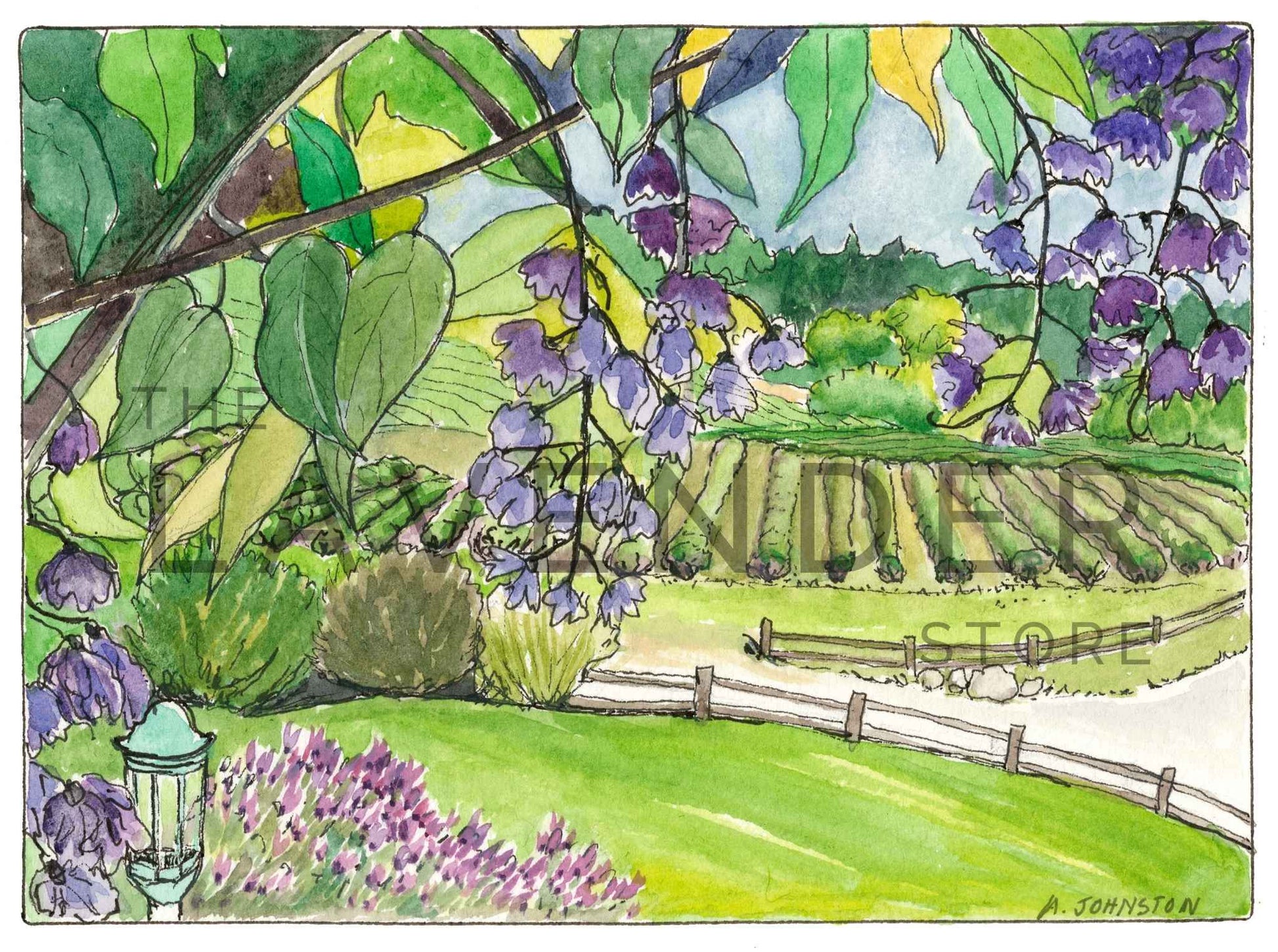 May at Pelindaba - Print capturing vibrant lavender rows stretching across the Pelindaba farm in May.